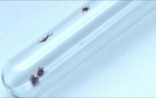 Более 34 тысяч уральцев пострадали от укусов клещей