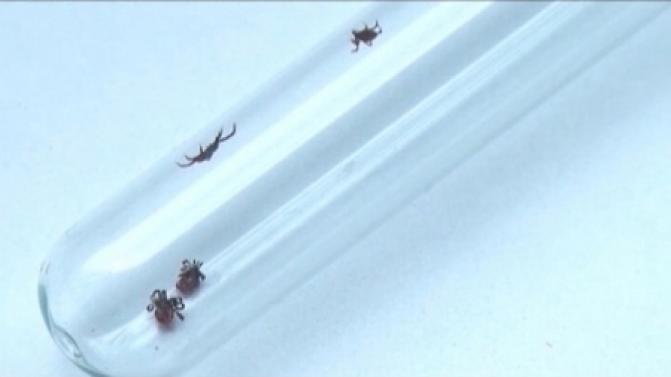 Более 34 тысяч уральцев пострадали от укусов клещей