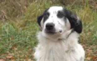 Ищу тебя, хозяин