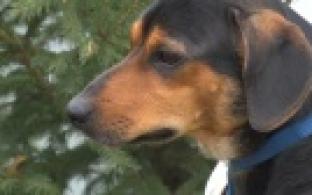 Ищу тебя, хозяин