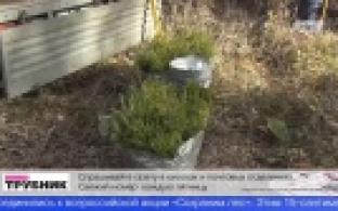 В лесу под Билимбаем высадили 3 тысячи молодых елей