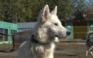 Ищу тебя, хозяин