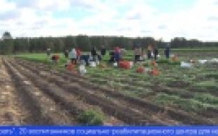 На уборку моркови в первоуральском совхозе выехали добровольцы