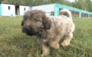 Ищу тебя, хозяин