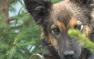 Ищу тебя, хозяин