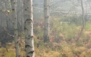 В Первоуральске продолжают бороться с природными пожарами