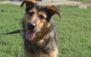 Ищу тебя, хозяин