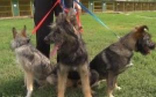 Ищу тебя, хозяин