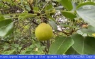 На Урале ученые вывели новый сорт груш