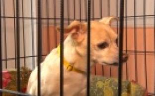 Ищу тебя, хозяин