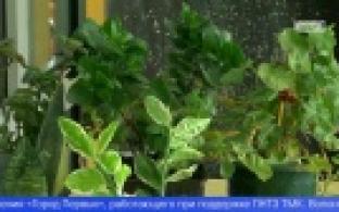 В Первоуральске прошла акция по обмену домашними растениями