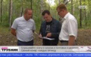 Работы по реконструкции Корабельной рощи проинспектировали власти