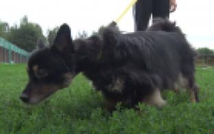 Ищу тебя, хозяин