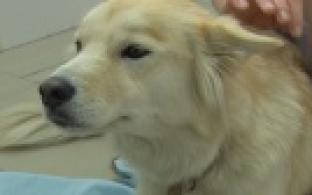 Ищу тебя, хозяин