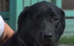 Ищу тебя, хозяин