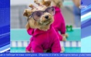 Итоги конкурса фотографий "Дай лапу, друг"