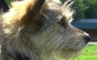 Ищу тебя, хозяин