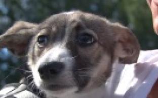 Ищу тебя, хозяин