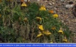 Цветы на городской клумбе оказались испорчены