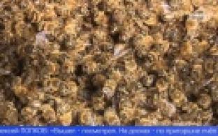 Сразу на нескольких уральских пасеках произошла массовая гибель пчел