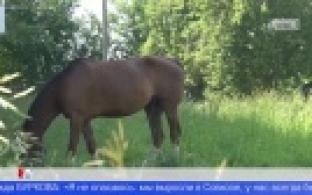 Лошади гуляют на детской площадке в микрорайоне Совхоз