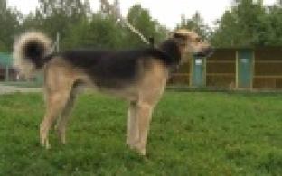 Ищу тебя, хозяин