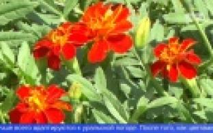 В Первоуральские клумбы начали высаживать цветы