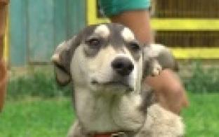 Ищу тебя, хозяин