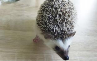 Не знаете, чем заняться? Самое время посчитать ежей!