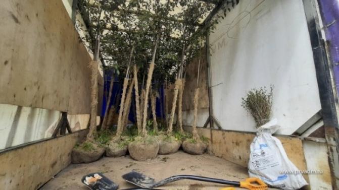 40 яблонь высадили на аллее на улице Ватутина и улице Герцена