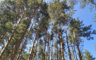 Запрет на посещение лесов ввели в Свердловской области