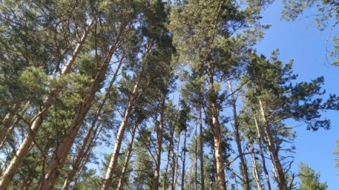 Запрет на посещение лесов ввели в Свердловской области