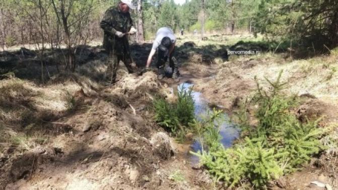 Высадка деревьев