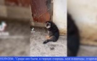 В Билимбае сгорела частная передержка для бездомных животных