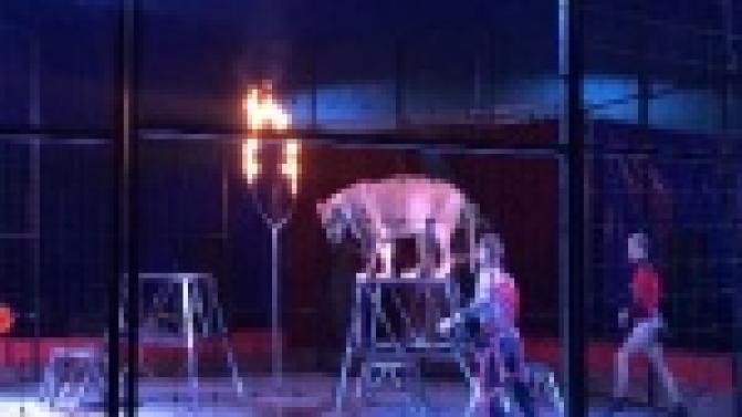 В Первоуральск на гастроли приехал цирк-шапито