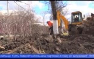 Деревья с проспекта Ильича пересадили на аллею ул. Папанинцев