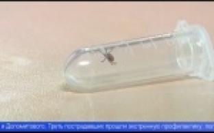 В Первоуральске начали проводить противоклещевую обработку территорий