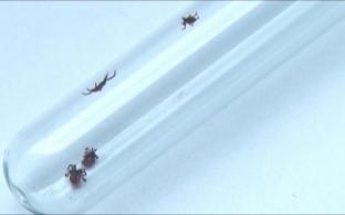 Что делать, если укусил клещ?