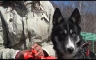 Ищу тебя, хозяин