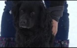 Ищу тебя, хозяин