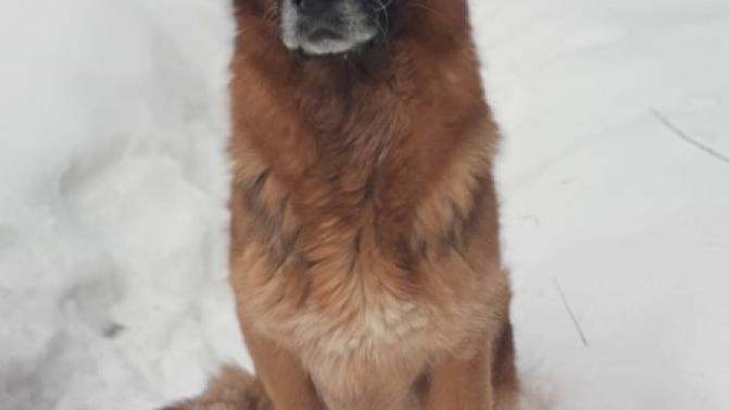 Кому лучшего друга?