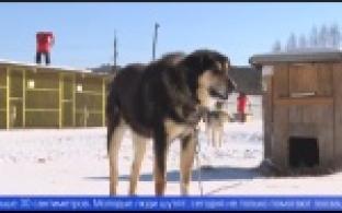 В приюте для животных волонтеры провели субботник