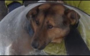 Ищу тебя, хозяин