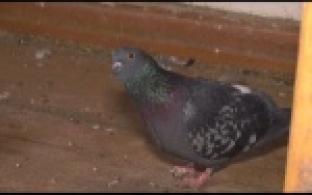 Первоуралец приютил в своей квартире голубей