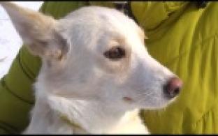 Ищу тебя, хозяин