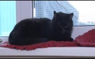 Ищу тебя, хозяин