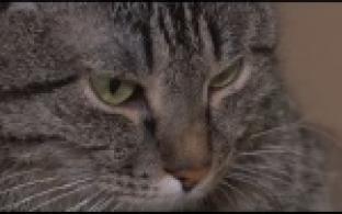 Ищу тебя, хозяин