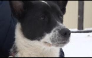 Ищу тебя, хозяин