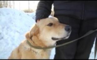 Ищу тебя, хозяин