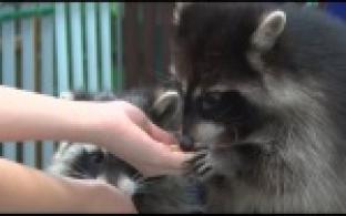 Зоопарк "Енот ХАУС" в Первоуральске